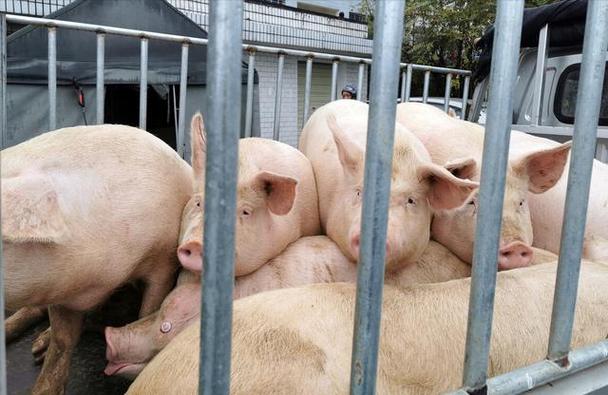 国内生猪育肥亏损周期也超过了6个月,以往,猪周期下行,养殖户出栏亏损