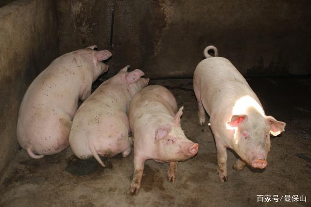 4月15日,孟发林养殖场里的"小康猪