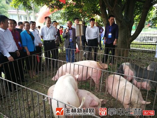 文化节上,陆川县本土养殖企业选种培育出的优质陆川猪及陆川猪二元丶