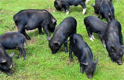 小藏香猪多少钱藏香猪多少钱一斤-祥炬养殖